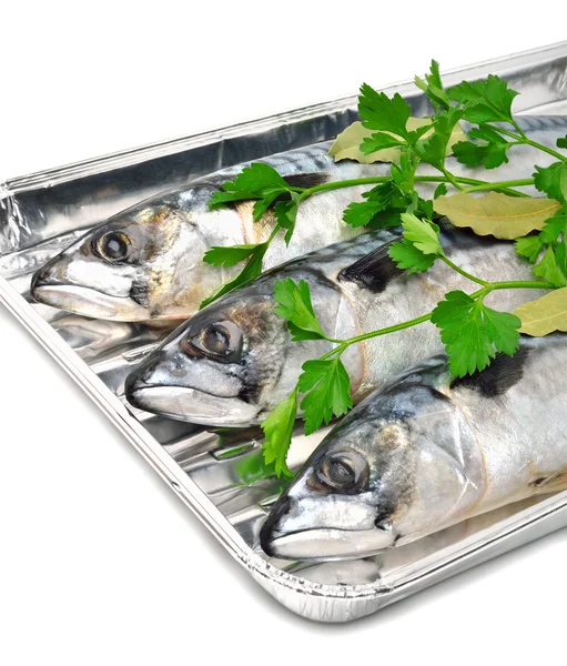 Fresh mackerel fish with parsley on the aluminium foil tray — Stock Photo, Image