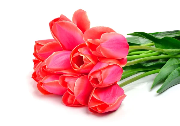 Red tulips — Stock Photo, Image