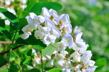 Beyaz akasya çiçekleri 