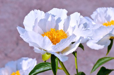 Blooming white peony flowers in the garden clipart