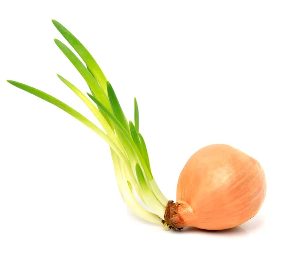 Cebolla amarilla con brotes verdes — Foto de Stock