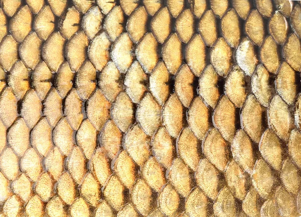 Fondo de escamas de pescado dorado — Foto de Stock