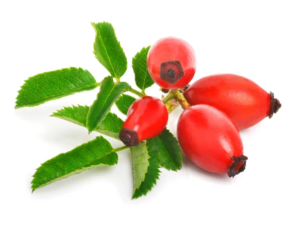 Rosa canina con foglie — Foto Stock