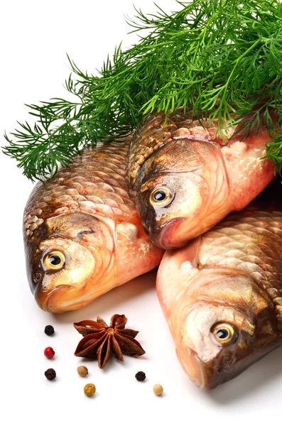 Crucian carp fishes with green dill — Stock Photo, Image