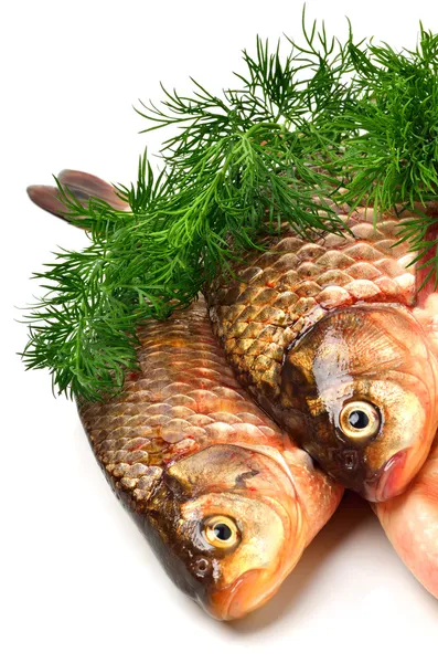 Crucian carp fishes with green dill — Stock Photo, Image