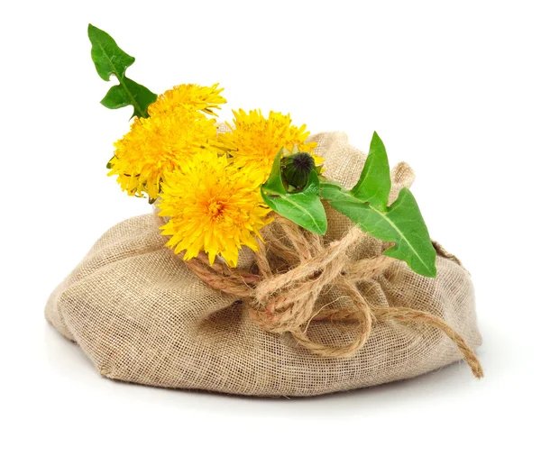 Beautiful wildflowers, dandelions, milfoil in the sacking — Stock Photo, Image