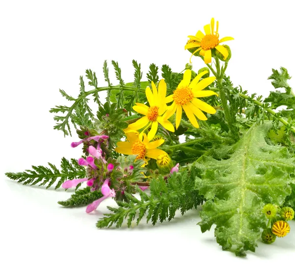 Beautiful wildflowers, yellow chamomiles, milfoil — Stock Photo, Image