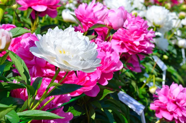 Blommande lila och vit pion blommor i trädgården — Stockfoto