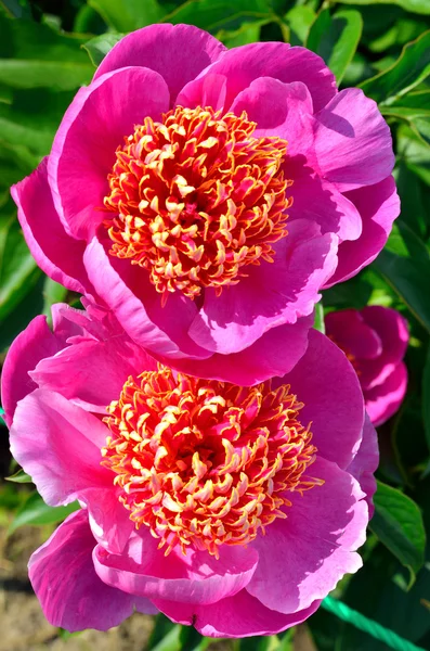 Paarse peony bloemen in bloei — Stockfoto