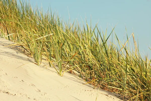 Dunes Baltık Denizi üzerinde