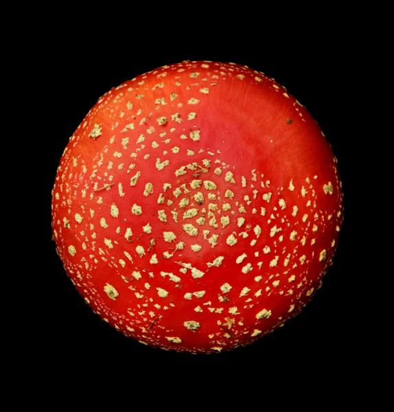 mantar sinek mantarı