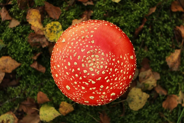 Belarusça ormanda mantar sinek agaric