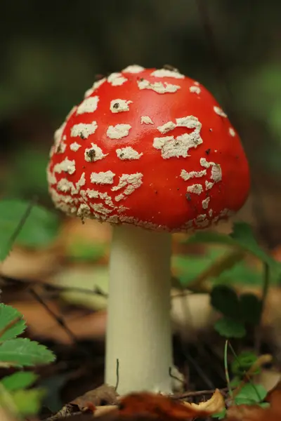 Belarusça ormanda mantar amanita