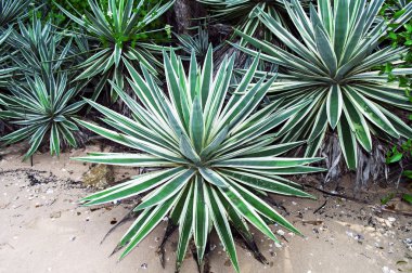 kıyı succulents.