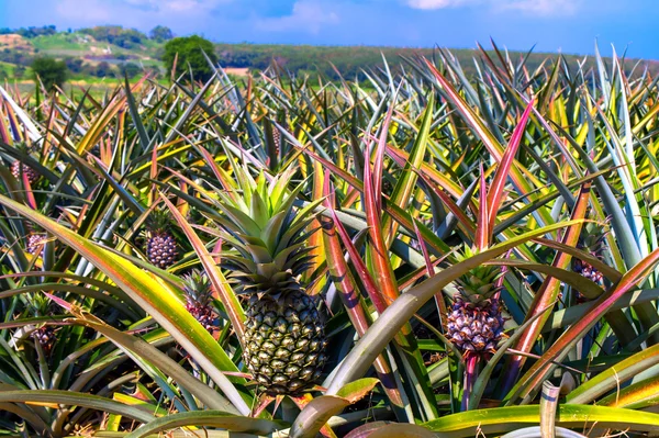 Pineapplefield.