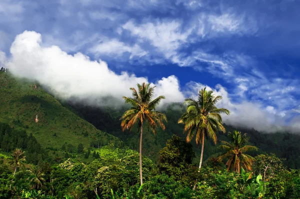 Пальмовые деревья и вид на горы . — стоковое фото
