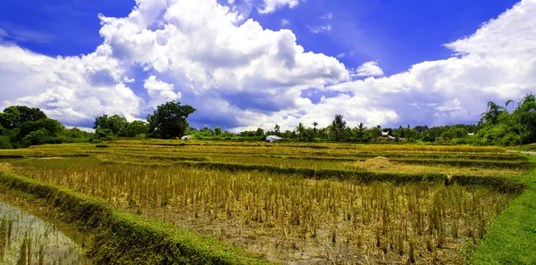"Урожай риса". Перерыв . — стоковое фото