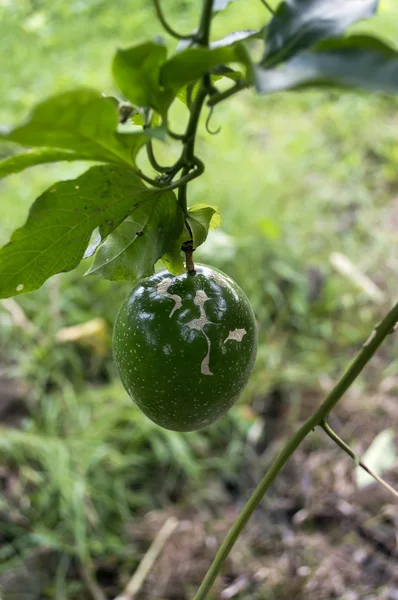 Yeşil passiflora mantarı.