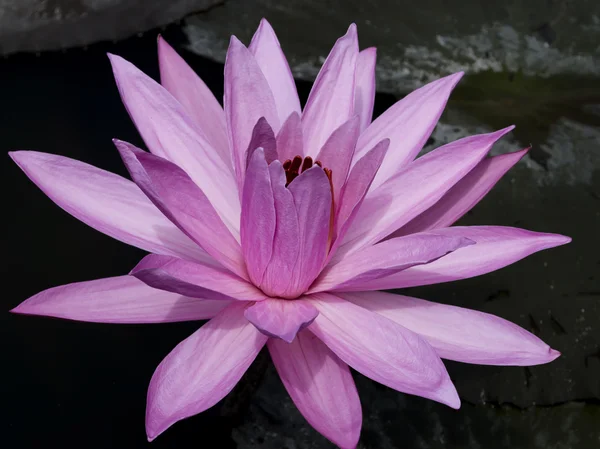 Neredeyse mükemmel çiçek Lotus. — Stok fotoğraf