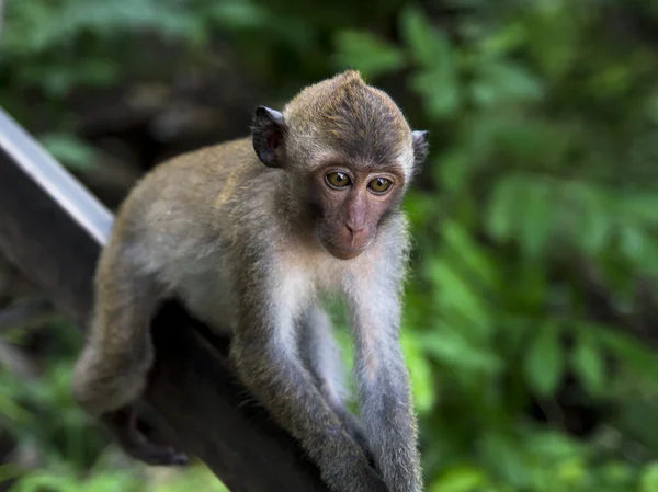 Thinking About Life. — Stock Photo, Image