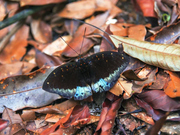 Düşen yaprakların üzerinde kelebek.