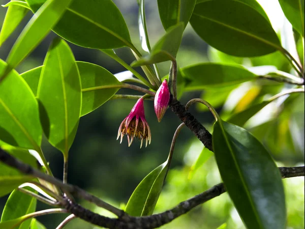 Flores de árboles tropicales . —  Fotos de Stock