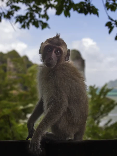 Small Portrait of Monkey Calf. — Stock Photo, Image