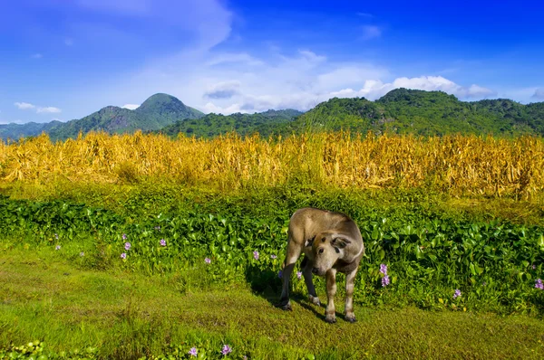 Calf Against Background of the Pinatubo Volcano. — Stock Photo, Image