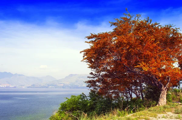 Ağaç üzerinde deniz kıyısı. — Stok fotoğraf