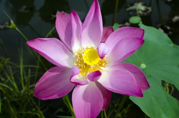 Taze pembe lotus. — Stok fotoğraf