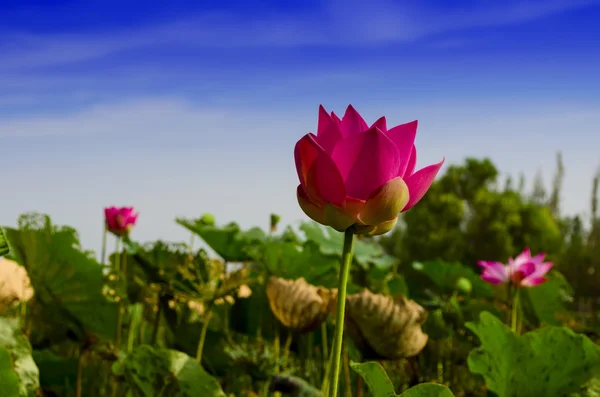 Beyaz lake içinde pembe lotus.