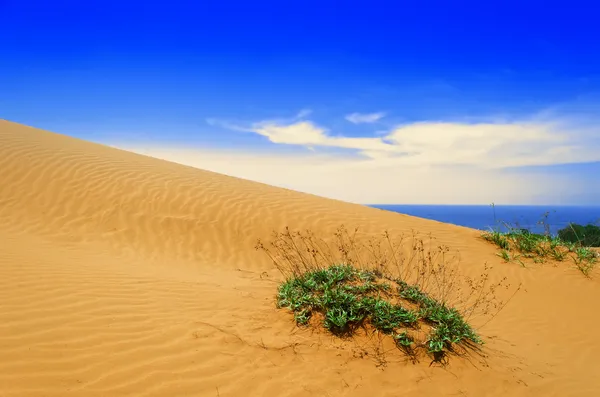 Plant on Sand Dunes. — Fotografie, imagine de stoc