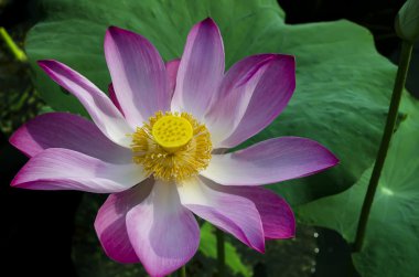 Beyaz lake, bazen pembe lotus.