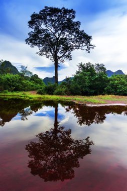 laos yansımaları. ağaç.