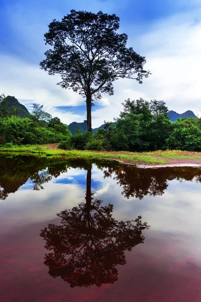 Reflexões do Laos. Árvore . — Fotografia de Stock