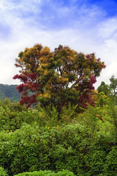 Multicolored Tree of Samosir Island. — Stock Photo, Image