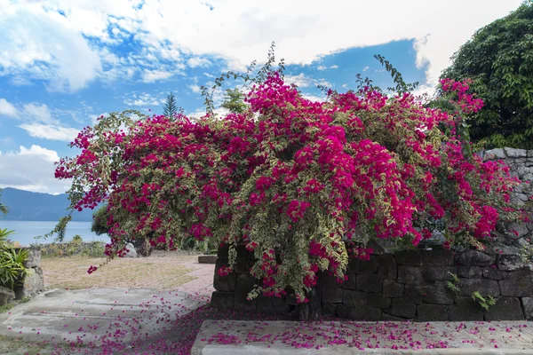 Blommor och vägg. — Stockfoto