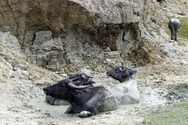 Buffalo in Mud. — Stock Photo, Image