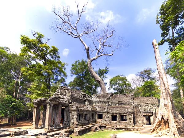 Prasat Ta Prum Vista . — Foto Stock