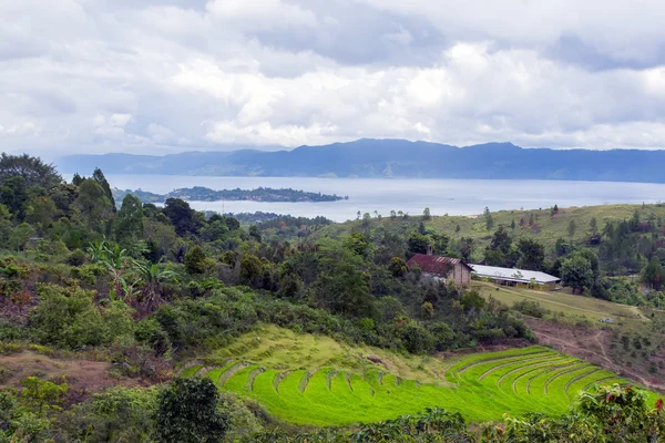 Vista a las terrazas de arroz . — Foto de Stock