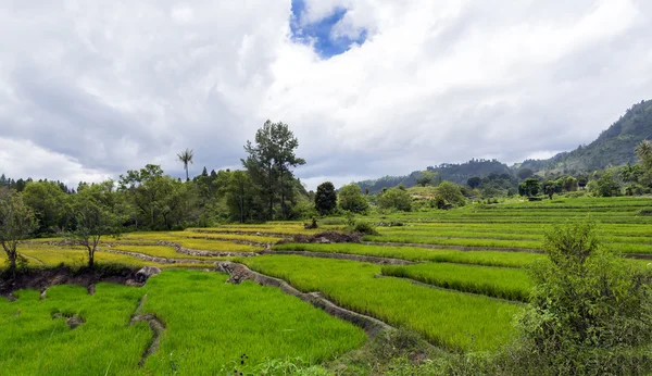 Terrazas de arroz de la isla de Samosir . — Foto de Stock