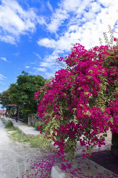 Streets of Samosir Island. — Stock Photo, Image