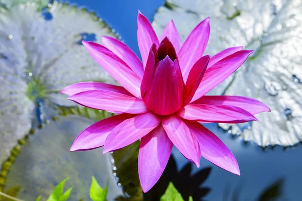 Pembe lotus. — Stok fotoğraf