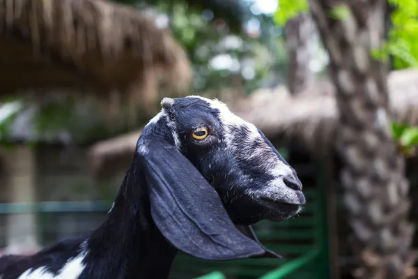 Muzzle Goat with the cut-off horns. — Stock Photo, Image