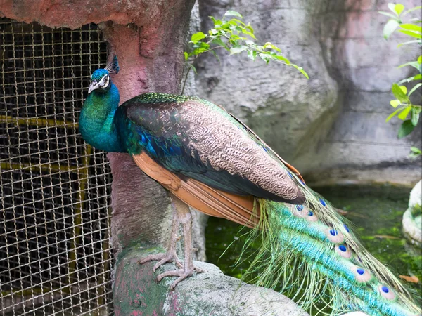 Peacock. — Stock Photo, Image