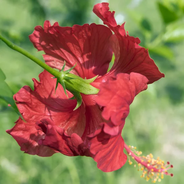 Hibiscus Flower. — Stock Photo, Image