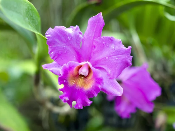 Fialová orchidej. — Stock fotografie