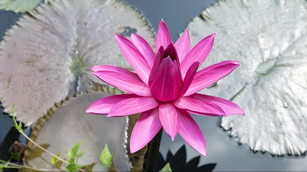 Yapraklı pembe lotus. — Stok fotoğraf