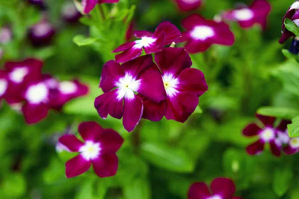 Plumbago rojo . — Foto de Stock