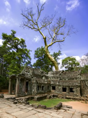 Prasat ta prum. ağaç ve kalıntılar.